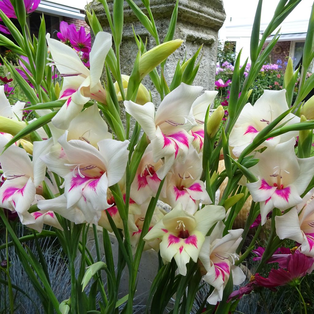 Glaieul ou Gladiolus nanus Carine