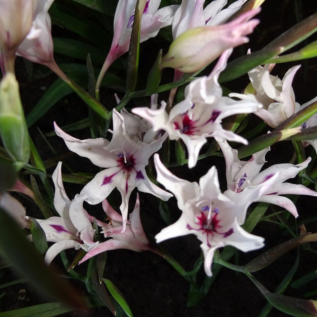 Glaieul ou Gladiolus carneus var albidus