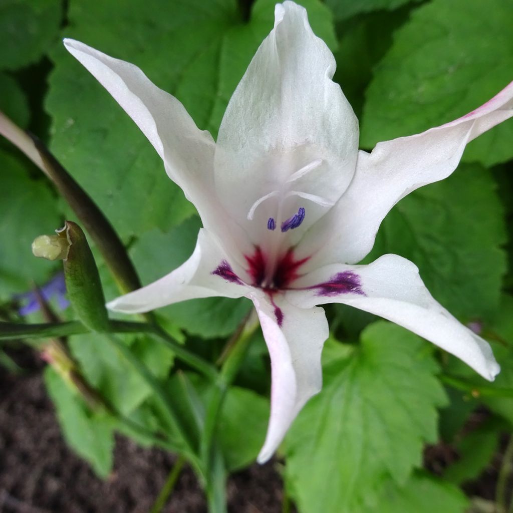 Glaieul ou Gladiolus carneus var albidus