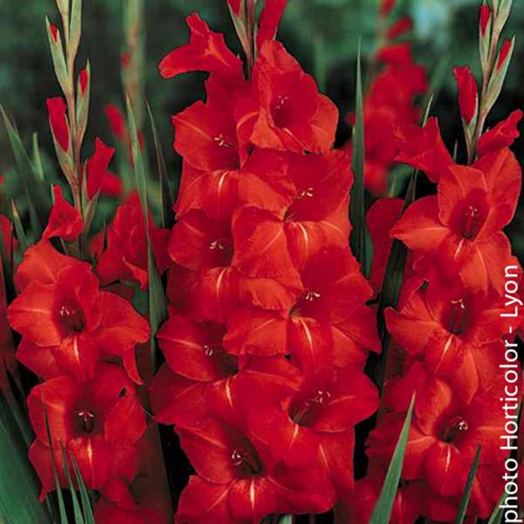 Glaïeul rouge- orangé - Gladiolus Victor Borge