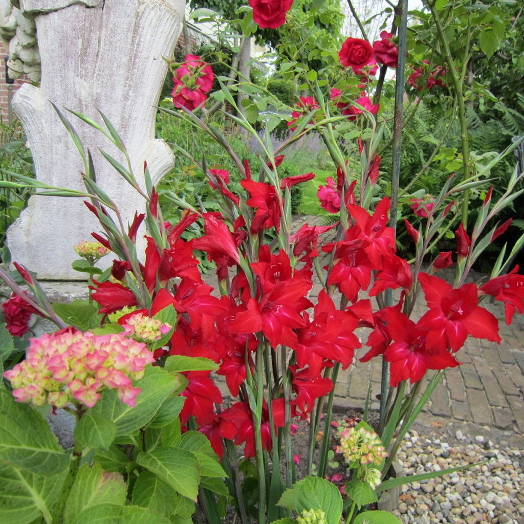 Gladiolus colvillei Red Drizzle - Glaïeul nain écarlate
