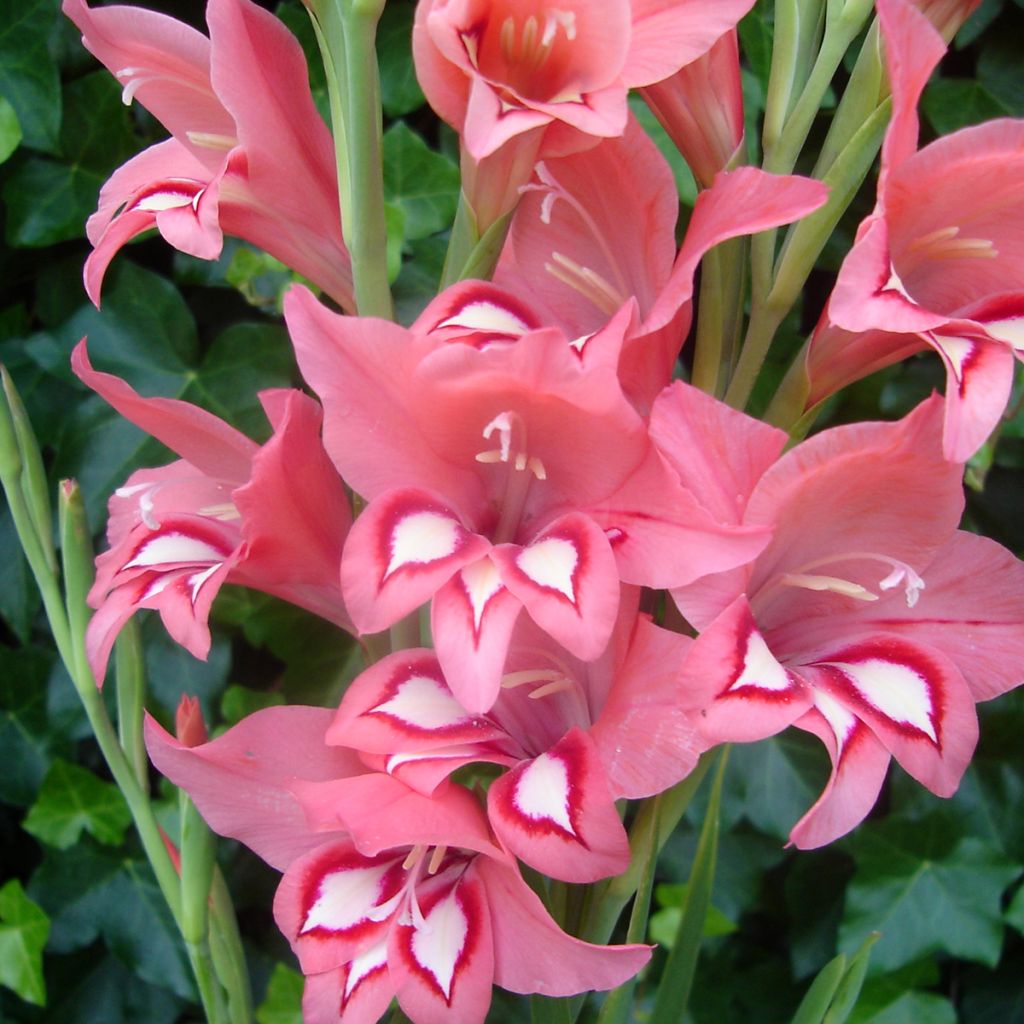 Glaieul ou Gladiolus nanus White Eyed Miss