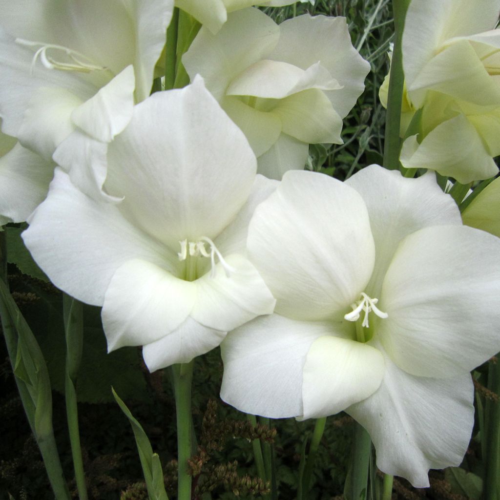 Glaieul ou Gladiolus primulinus Fiona