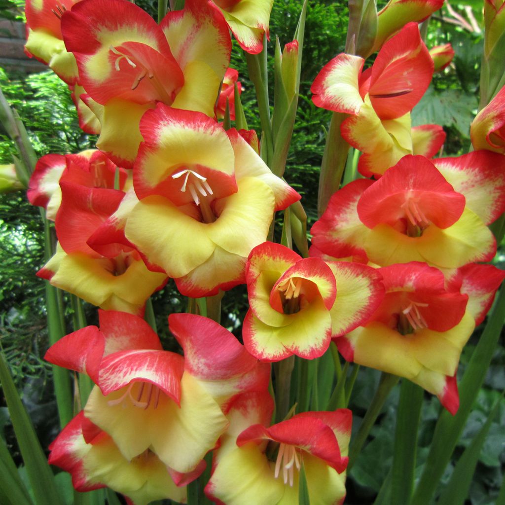 Gladiolus primulinus Las Vegas - Glaïeul hybride à petites fleurs 