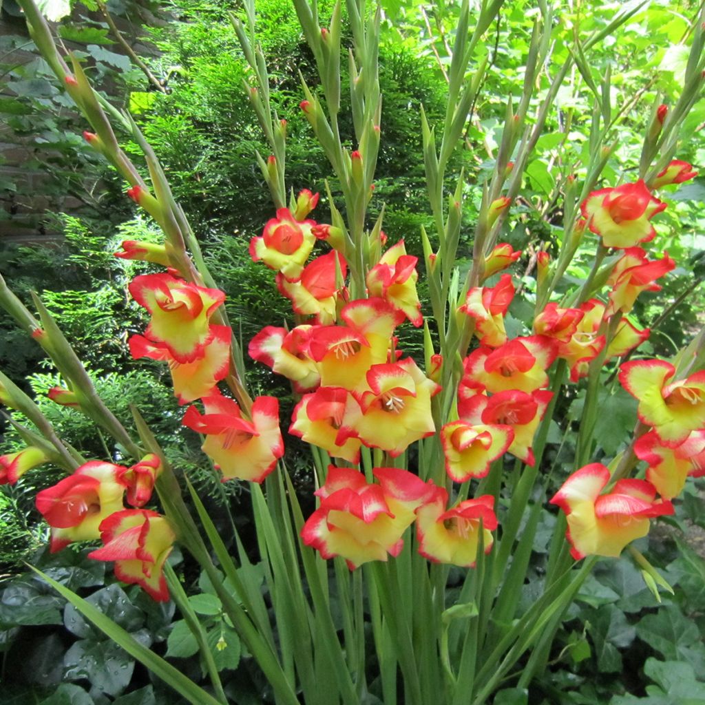 Gladiolus primulinus Las Vegas - Glaïeul hybride à petites fleurs 