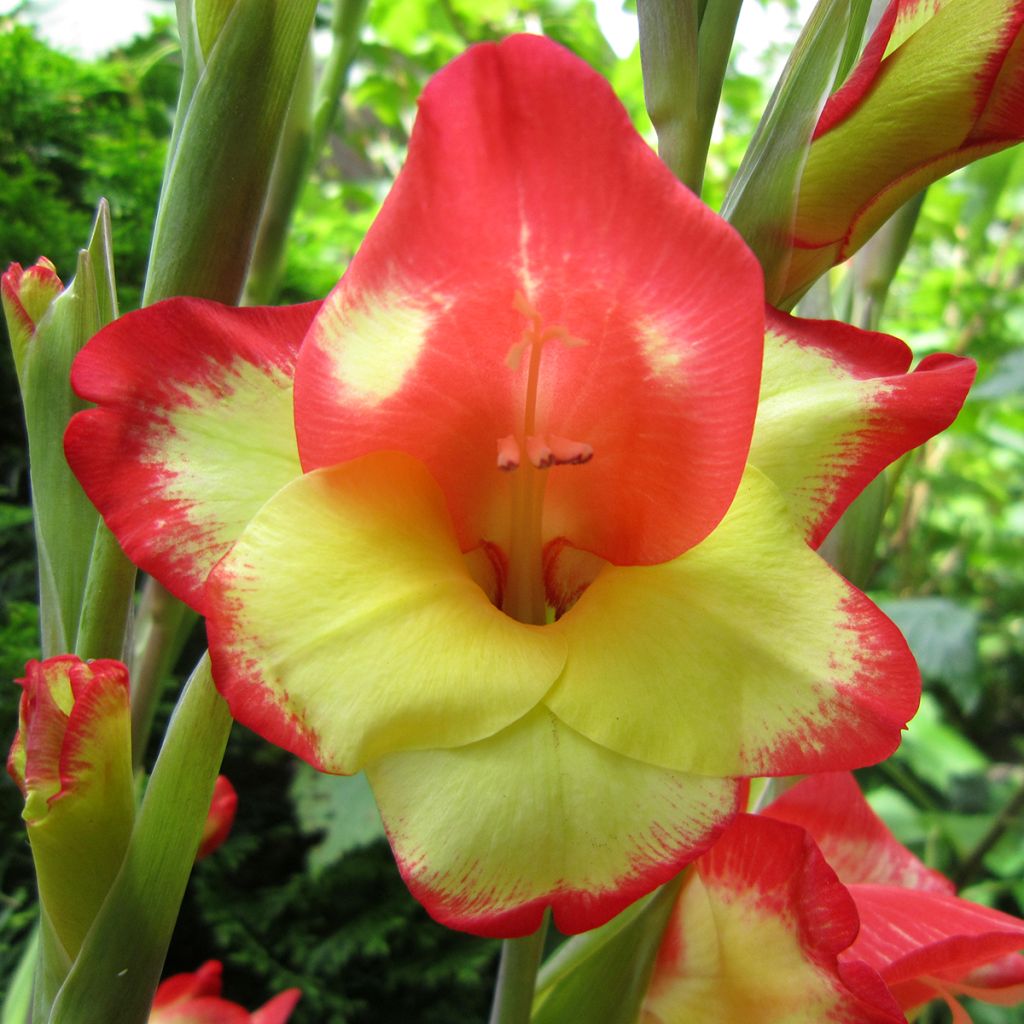 Gladiolus primulinus Las Vegas - Glaïeul hybride à petites fleurs 