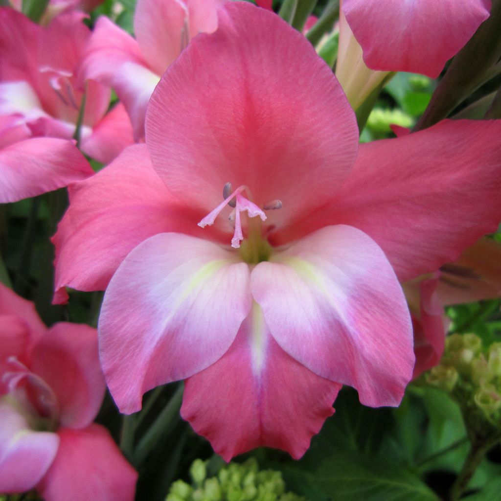 Glaieul ou Gladiolus tubergenii Charming Beauty