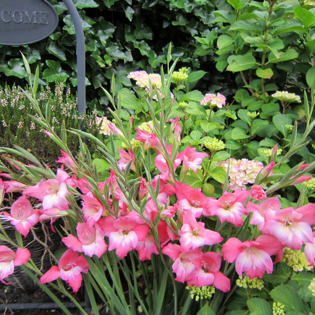 Glaieul ou Gladiolus tubergenii Charming Beauty