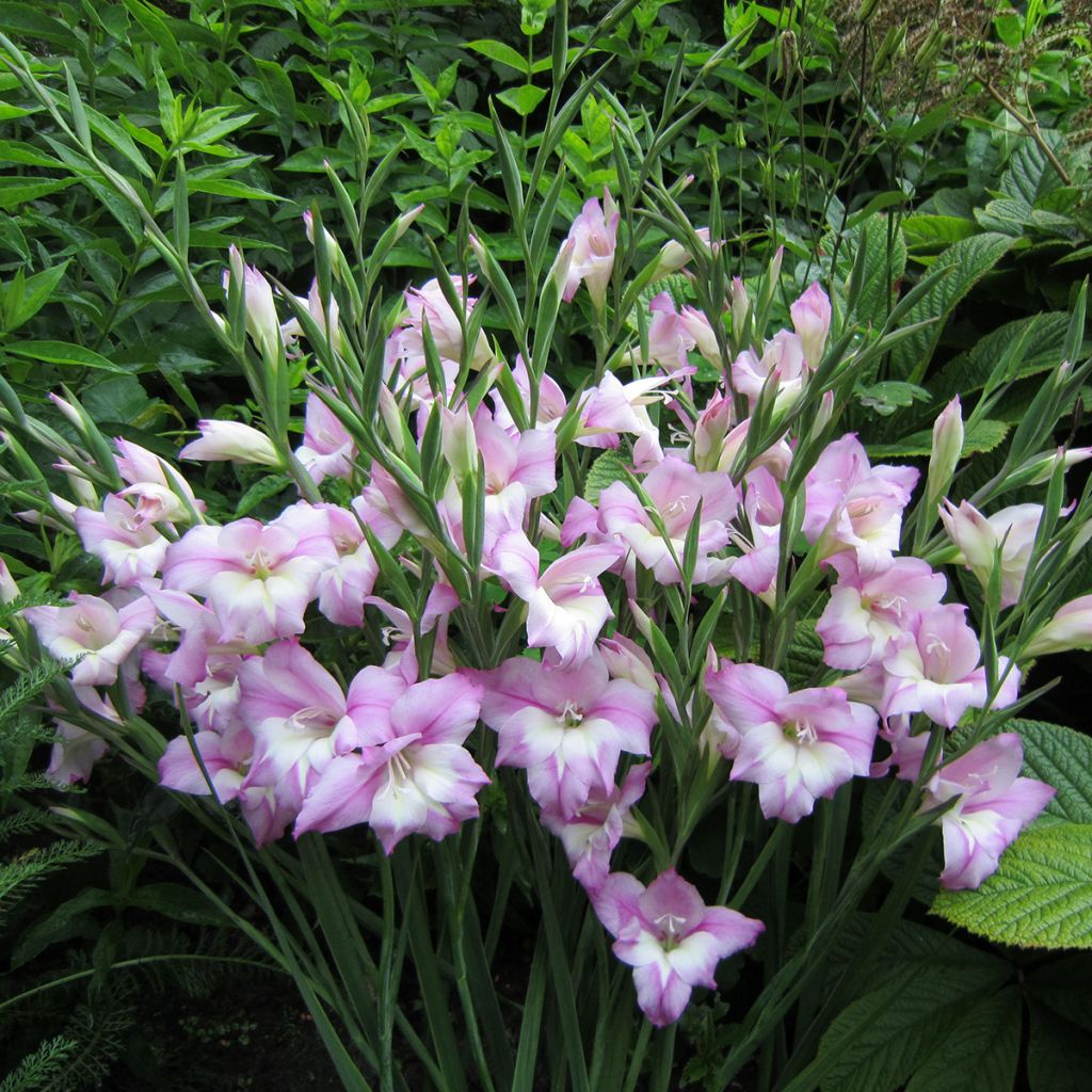 Glaieul ou Gladiolus tubergenii Charming Henry