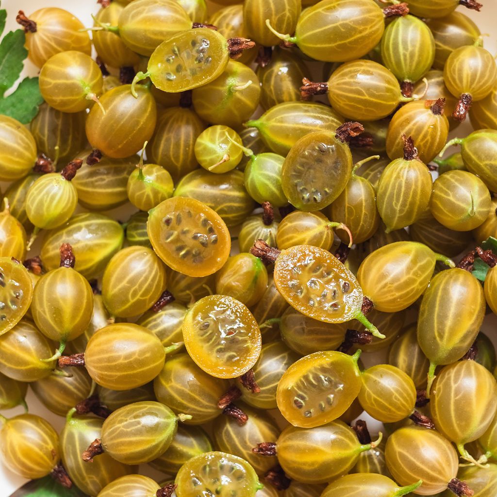 Groseillier à maquereaux Hinnonmaki Yellow - Ribes uva-crispa 