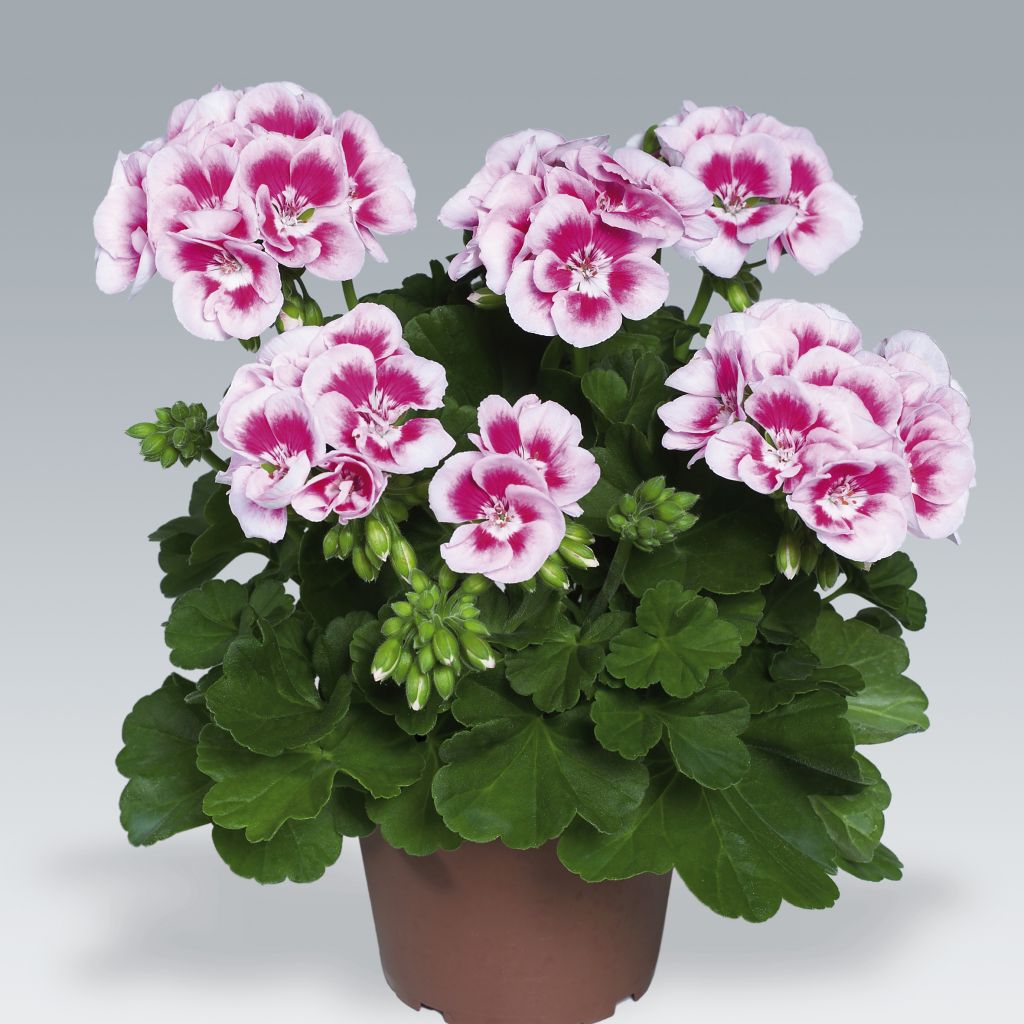 Géranium droit Flower Fairy White Splash - Pelargonium zonale