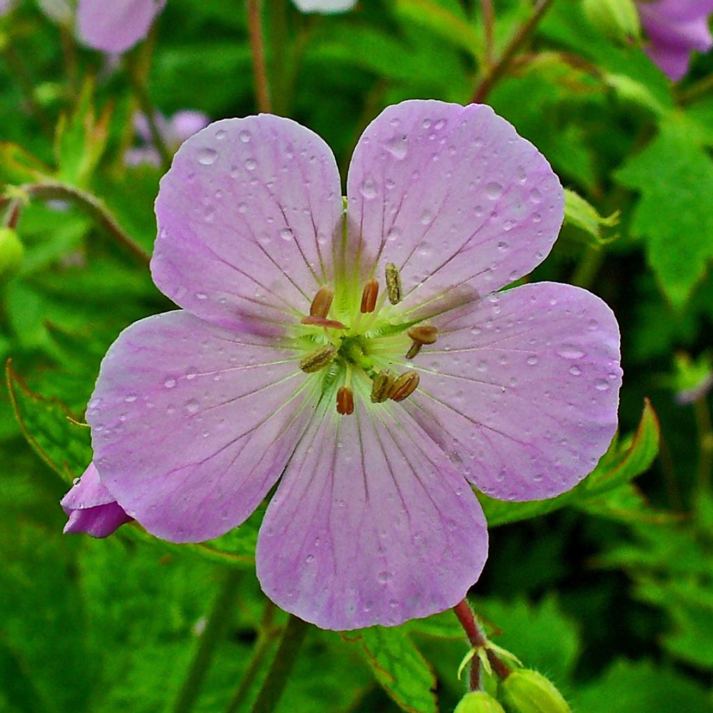 Géranium maculatum