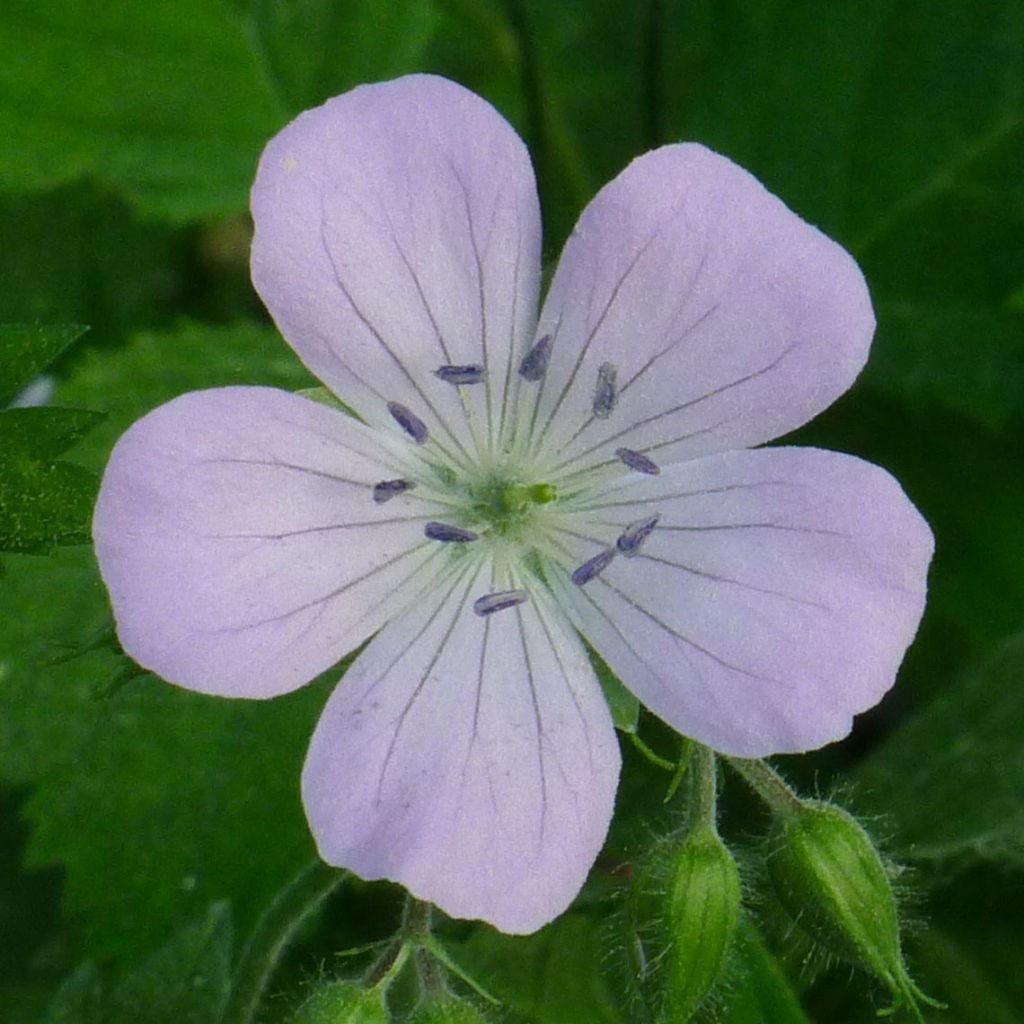 Géranium vivace Chatto - Geranium maculatum