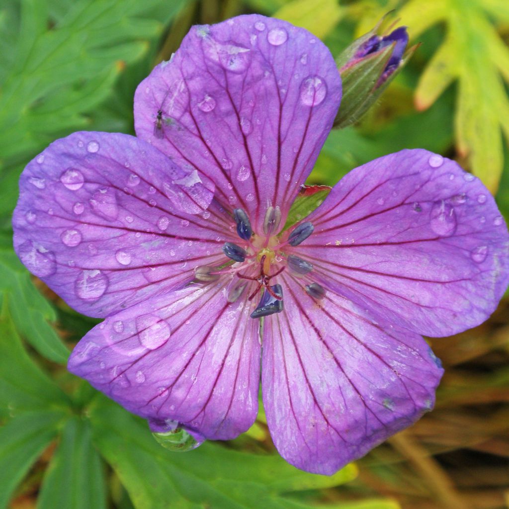 Géranium vivace clarkei Kashmir Purple - Géranium de Clark rose lilas