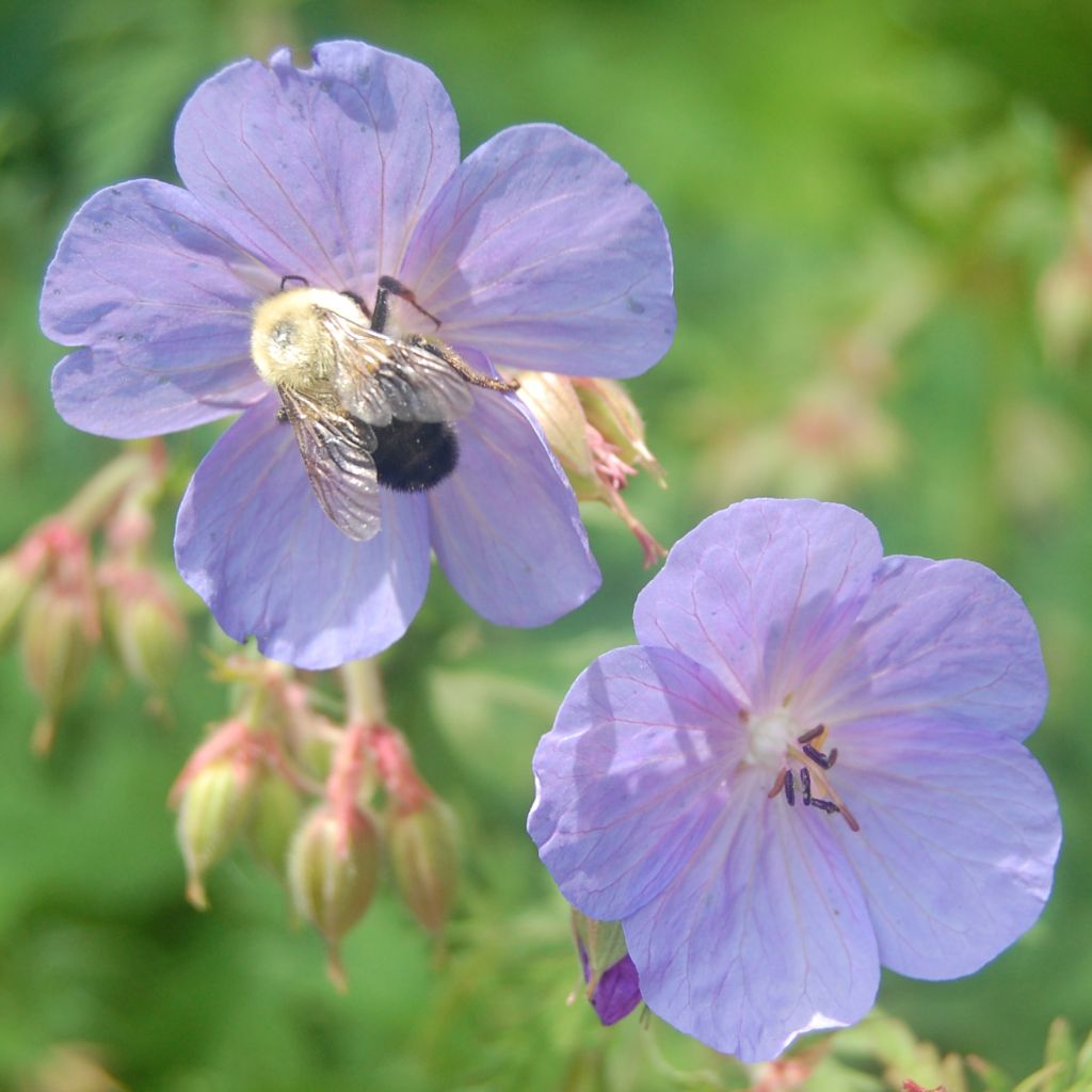 Géranium vivace clarkei Kashmir Blue - Géranium de Clark bleu