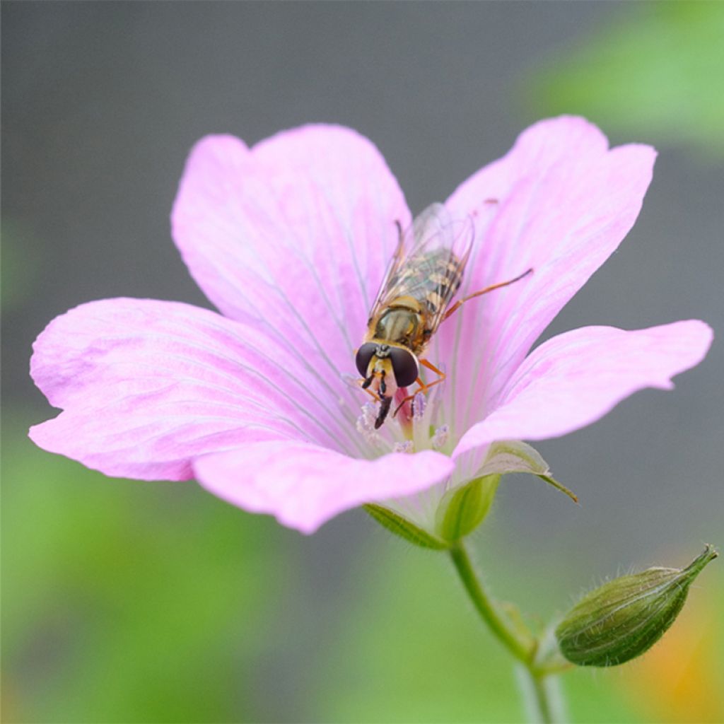 Géranium vivace endressii - Géranium vivace d'Endress