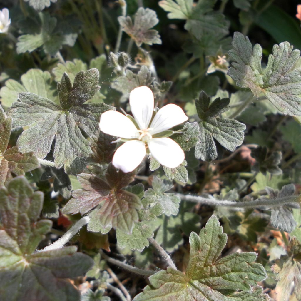 Géranium vivace oxonianum Sanne - Géranium vivace hybride blanc, feuillage brun
