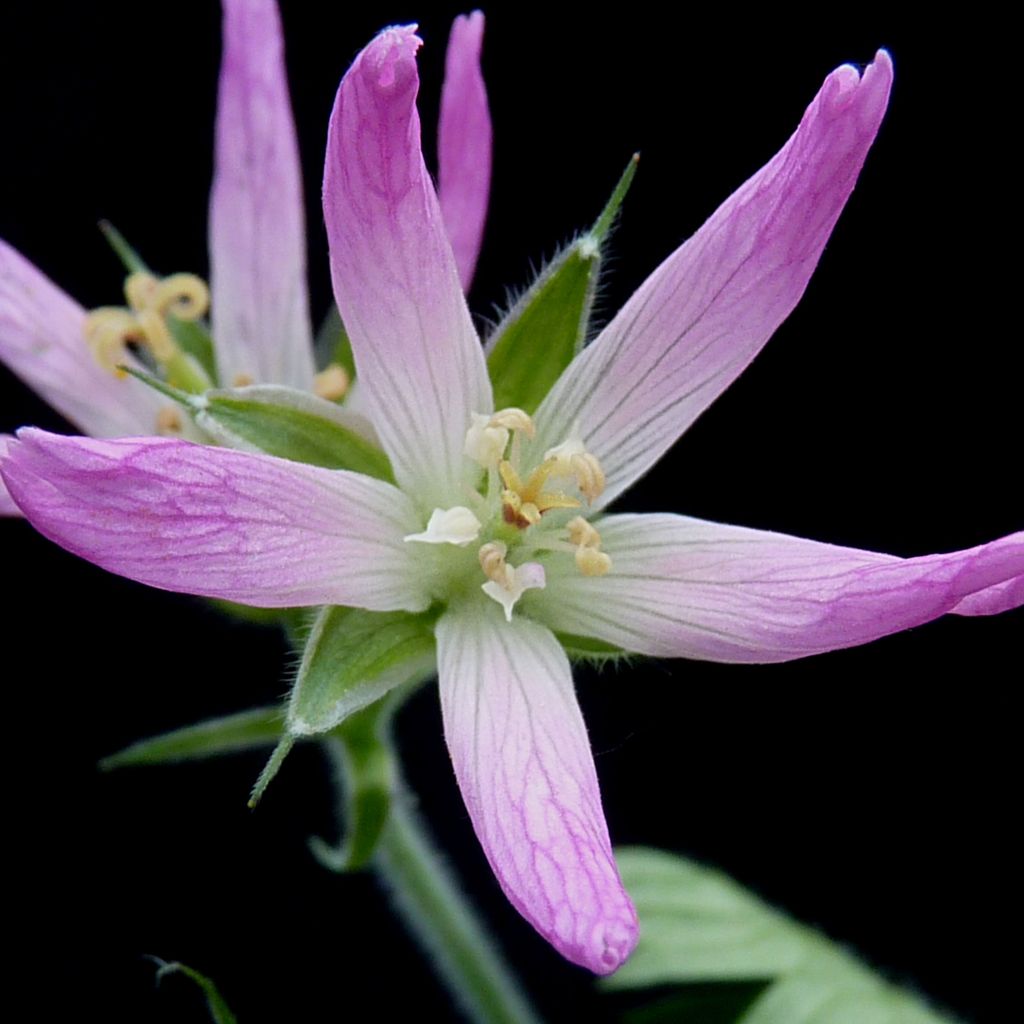 Géranium vivace oxonianum Sherwood - Géranium vivace rose