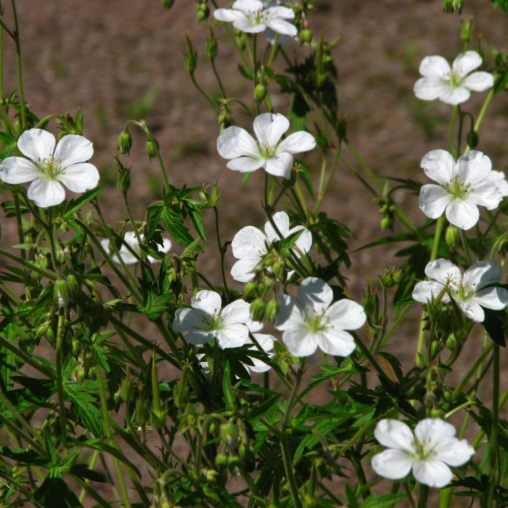 Géranium vivace richardsonii - Géranium vivace de Richardson