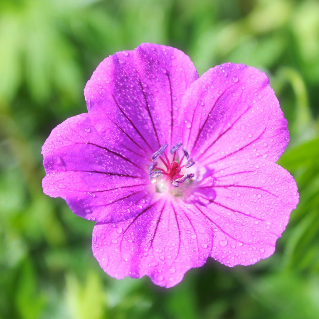 Géranium vivace riversleaianum Russell Prichard - Géranium vivace magenta