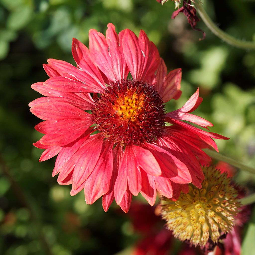 Gaillarde Bourgogne (Burgunder)