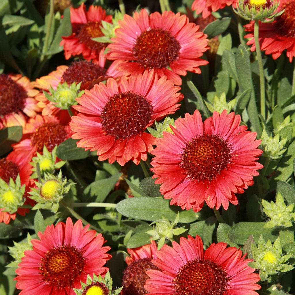 Gaillarde Bourgogne (Burgunder)