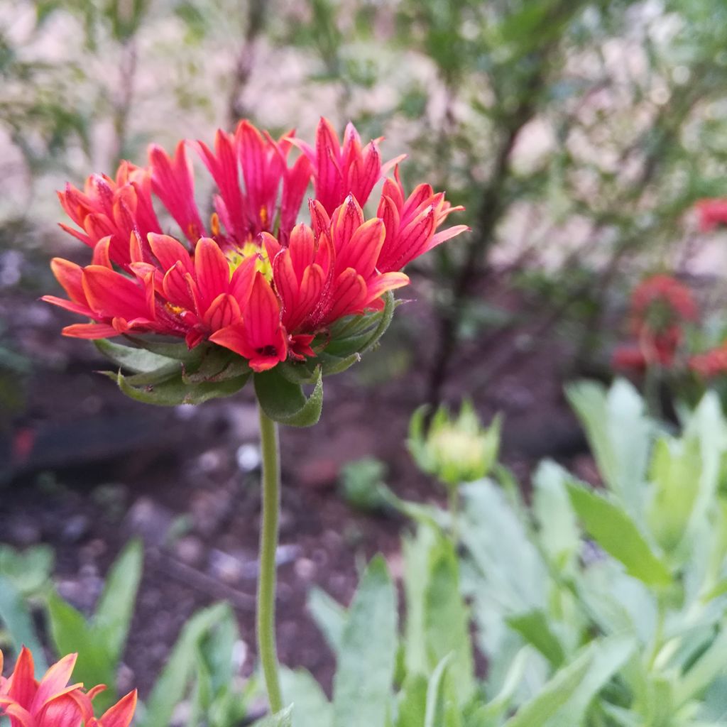 Gaillarde Fanfare Blaze - Gaillarde rouge, orange et jaune