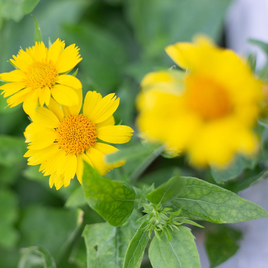 Gaillarde Maxima Aurea (Chloe)