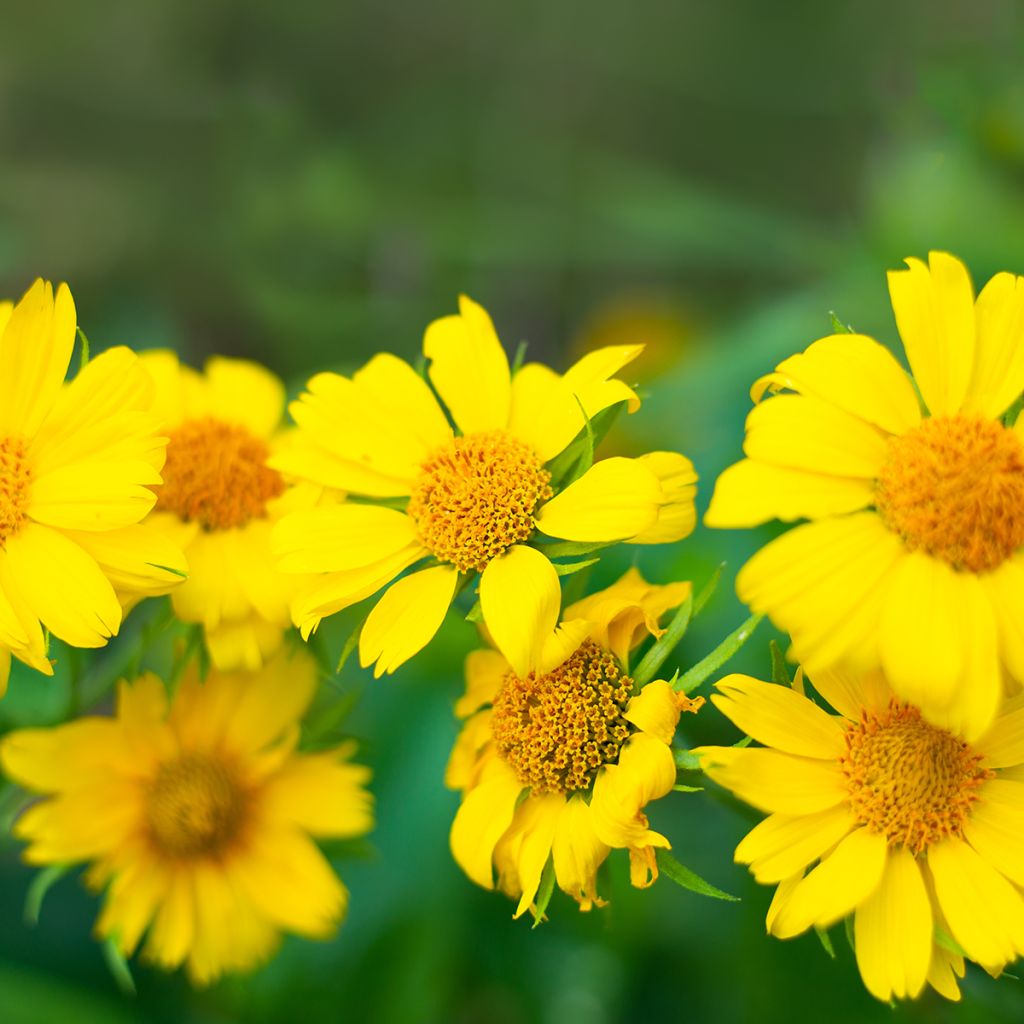 Gaillarde Maxima Aurea (Chloe)