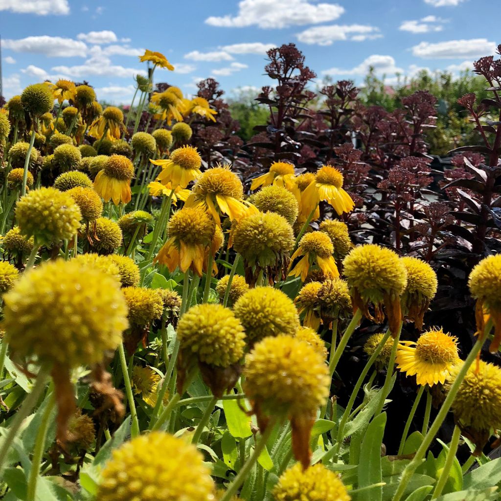 Gaillarde Mesa Yellow