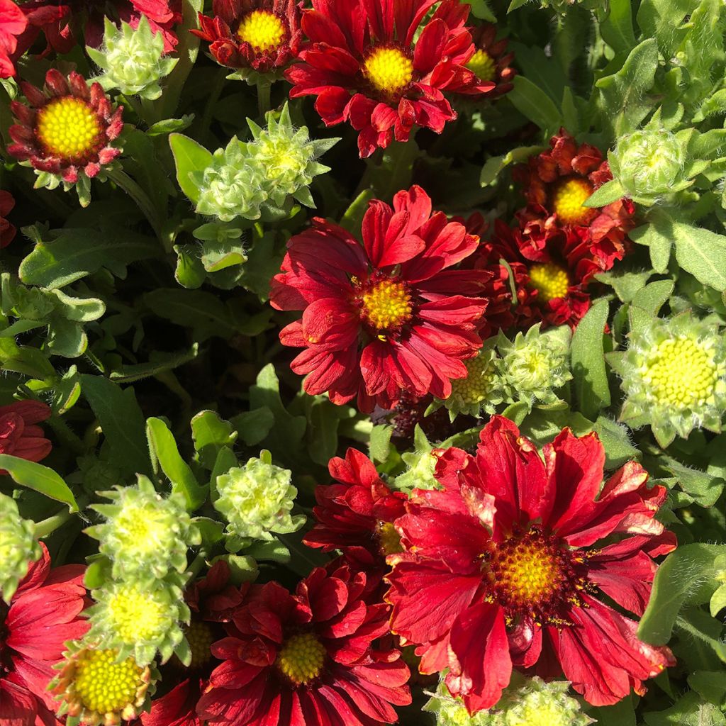 Gaillarde aristata Arizona Red 