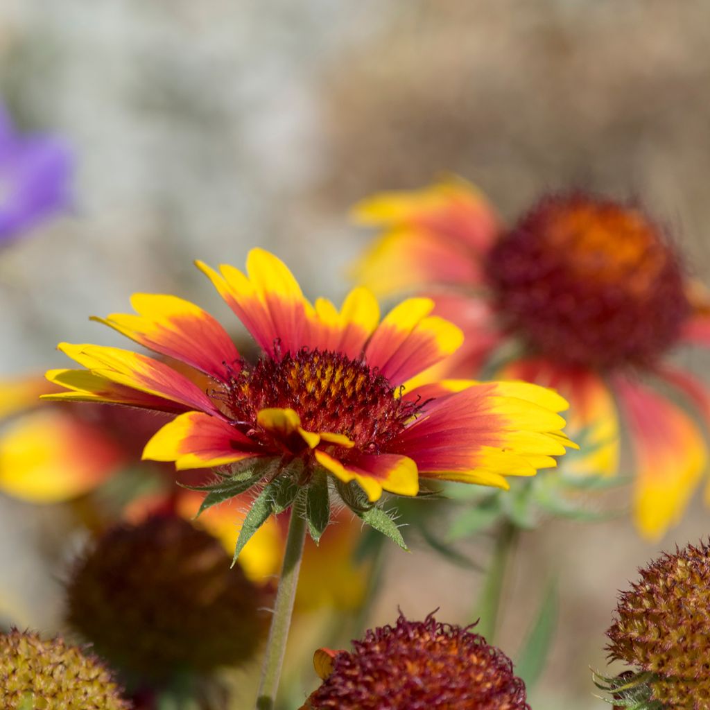 Gaillarde grandiflora Royale