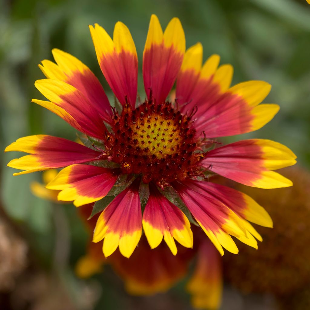 Gaillarde grandiflora Royale