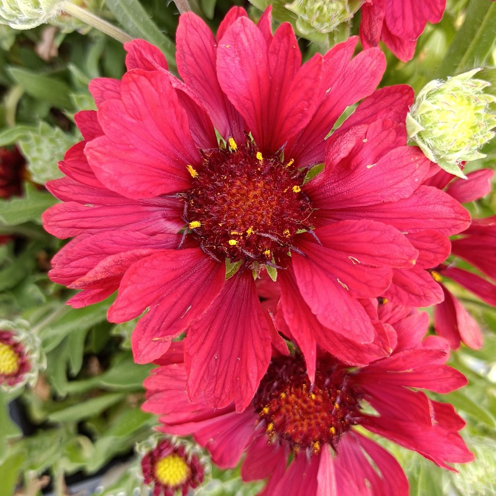 Gaillarde aristata Arizona Red 