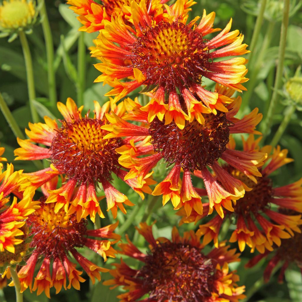 Gaillardia grandiflora Fanfare - Gaillarde rouge et jaune.