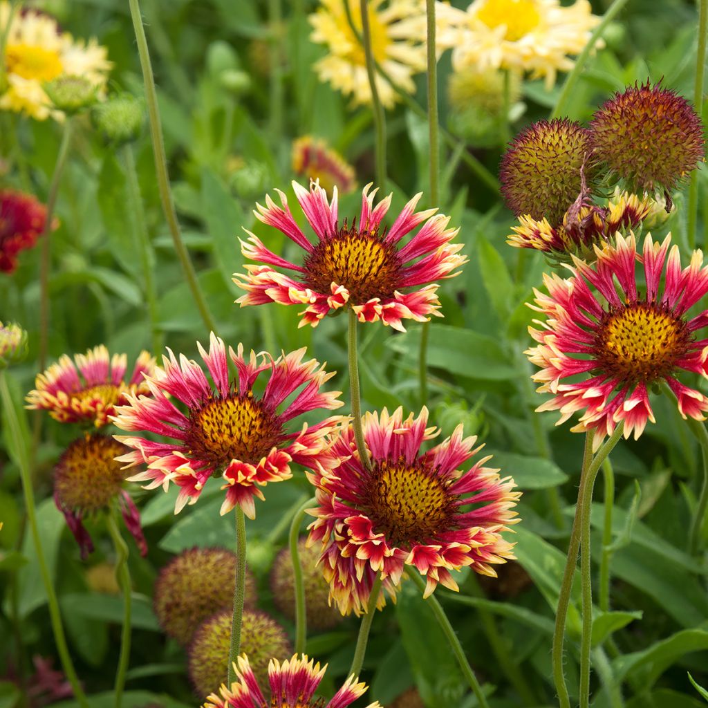 Gaillardia grandiflora Fanfare - Gaillarde rouge et jaune.