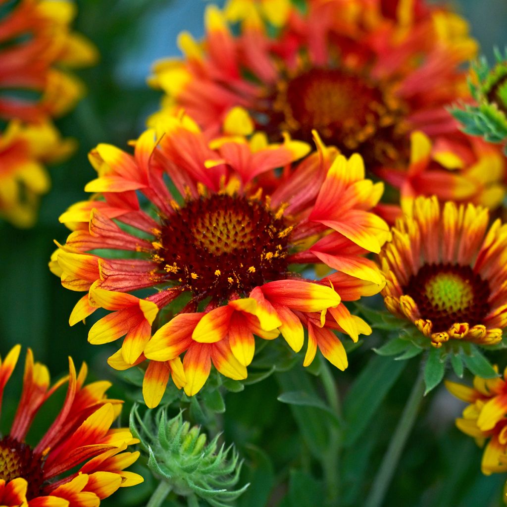 Gaillardia grandiflora Fanfare - Gaillarde rouge et jaune.