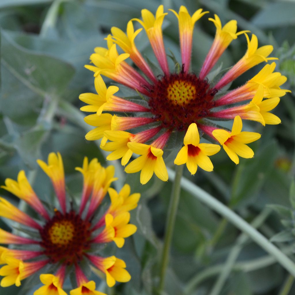 Gaillardia grandiflora Fanfare - Gaillarde rouge et jaune.