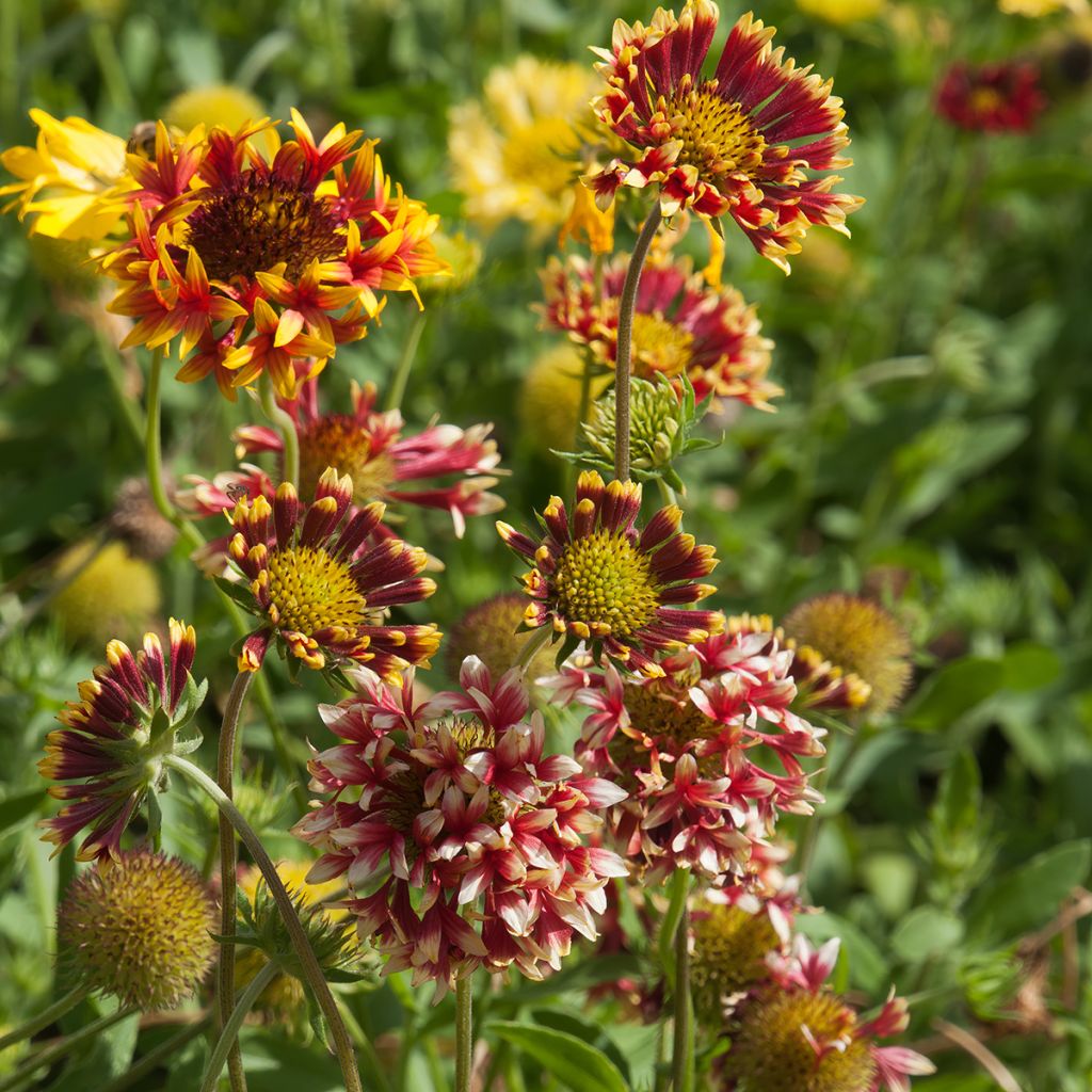 Gaillardia grandiflora Fanfare - Gaillarde rouge et jaune.