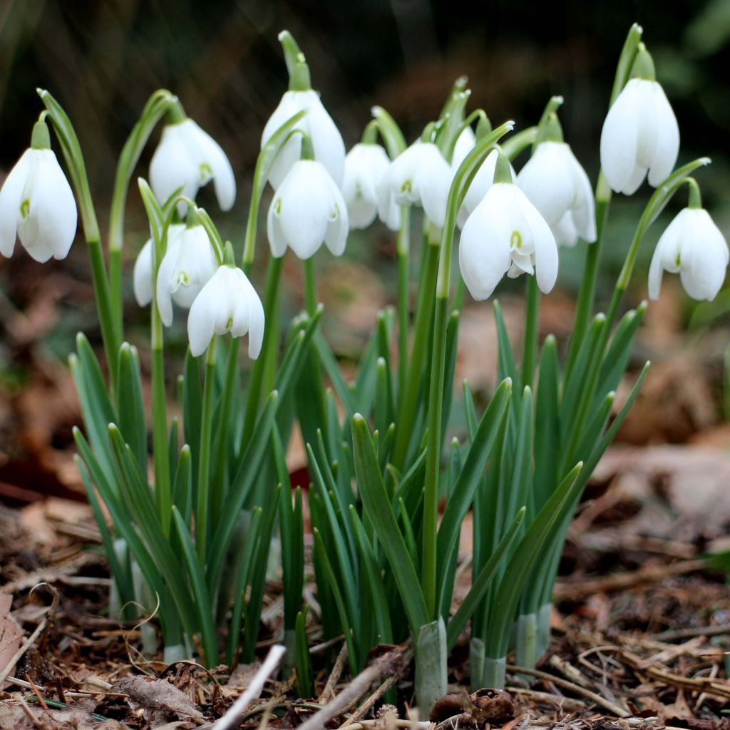 Perce-neige - Galanthus nivalis.