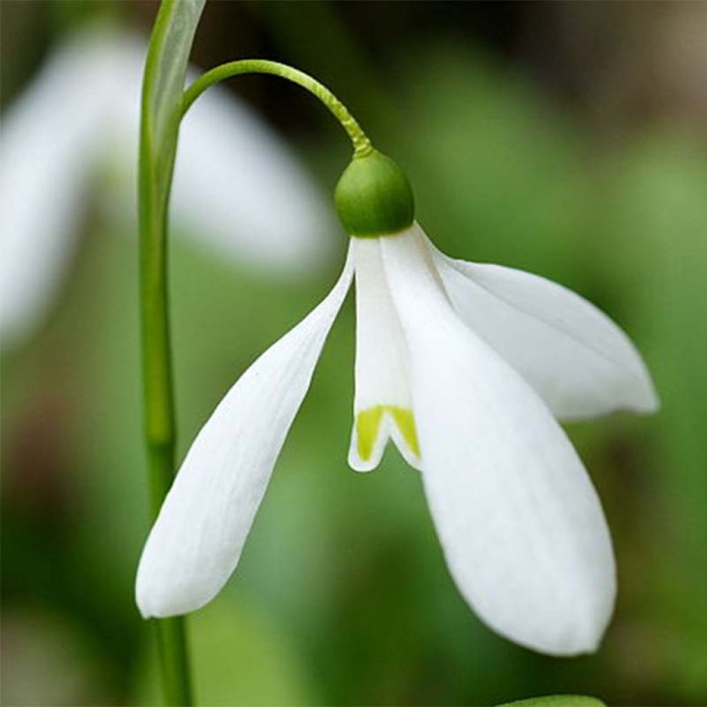 Perce-neige - Galanthus woronowii