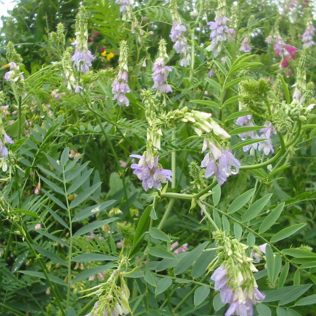 Galega officinalis