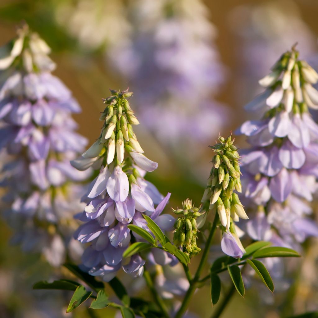 Galega officinalis - Rue des chèvres