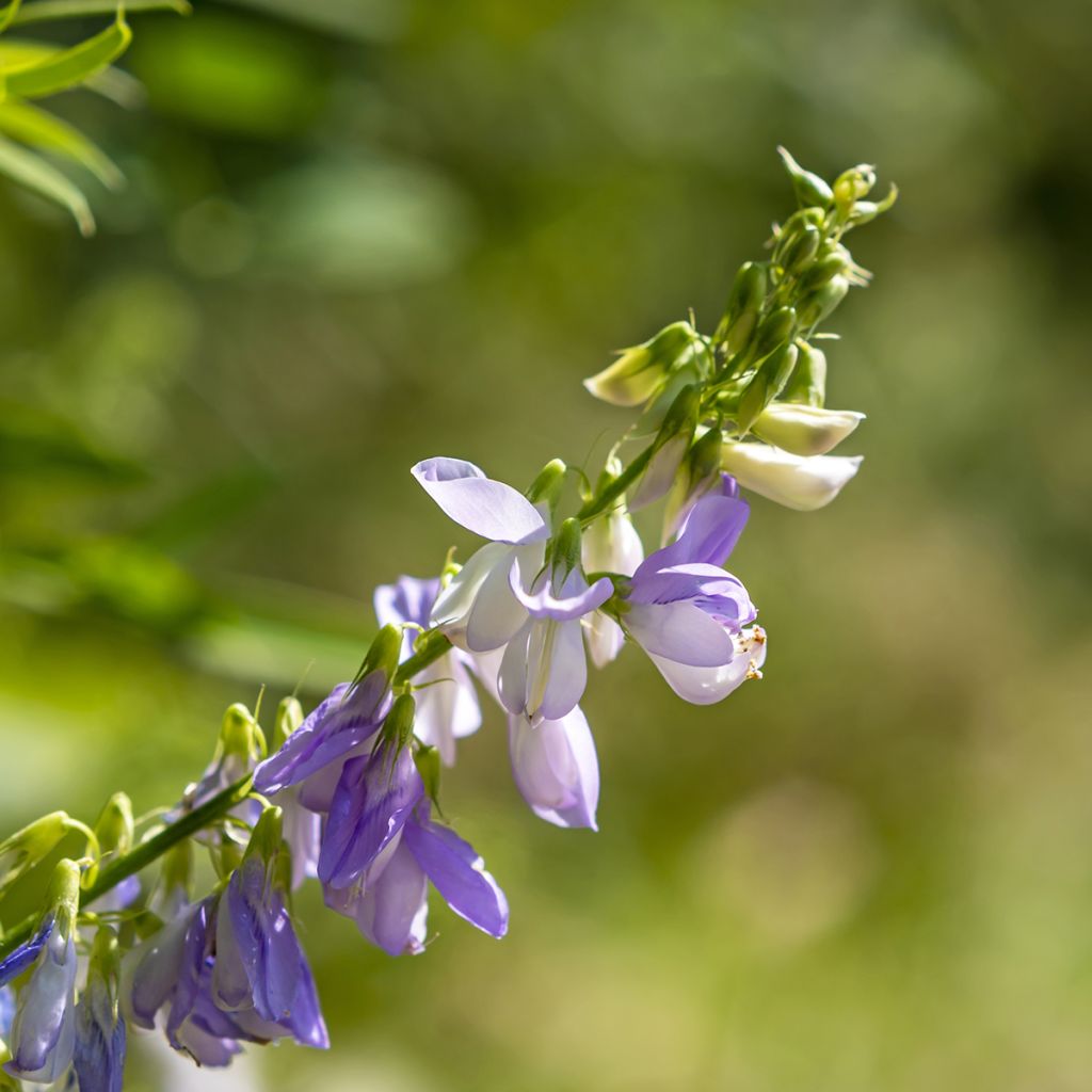 Galega officinalis - Rue des chèvres