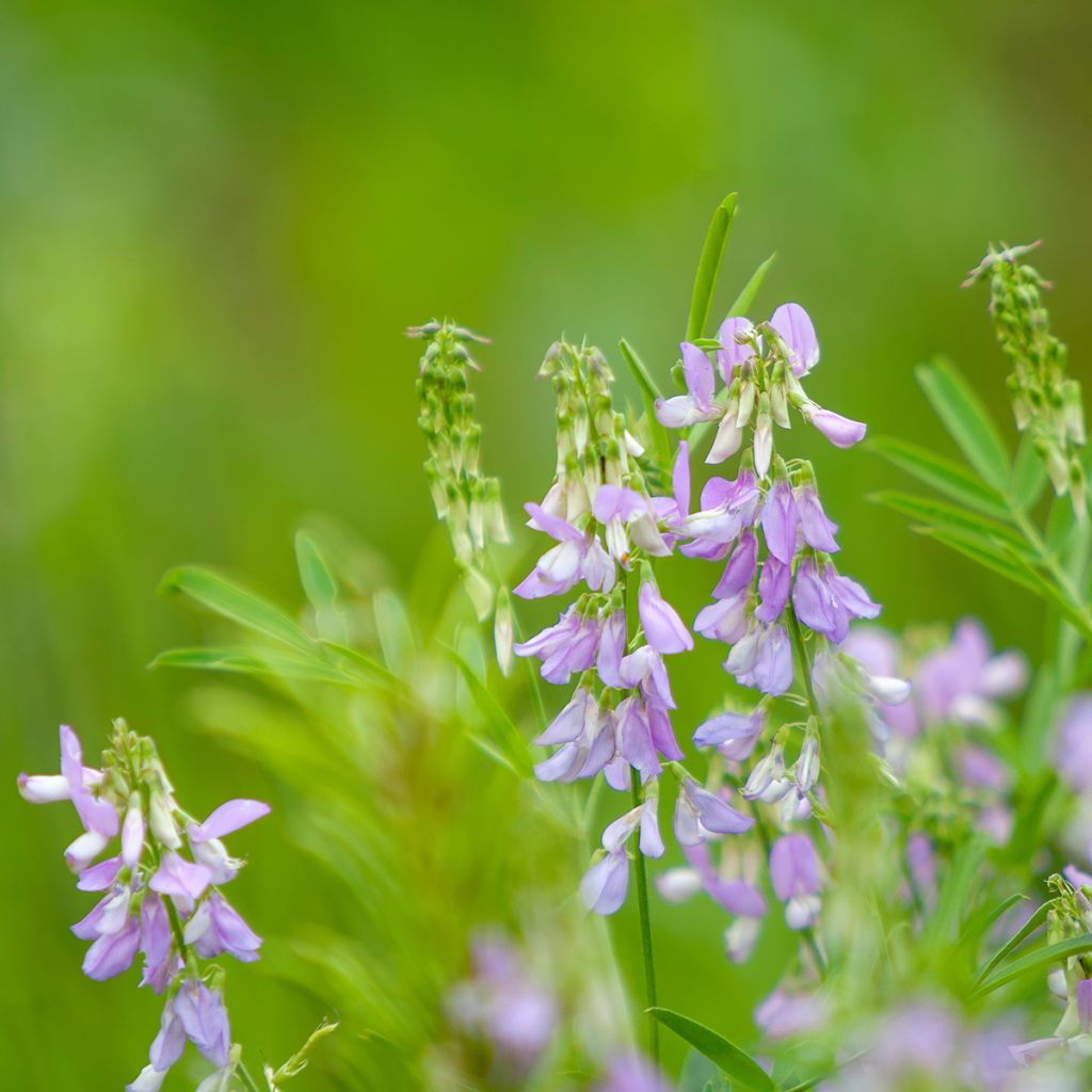 Galega officinalis - Rue des chèvres