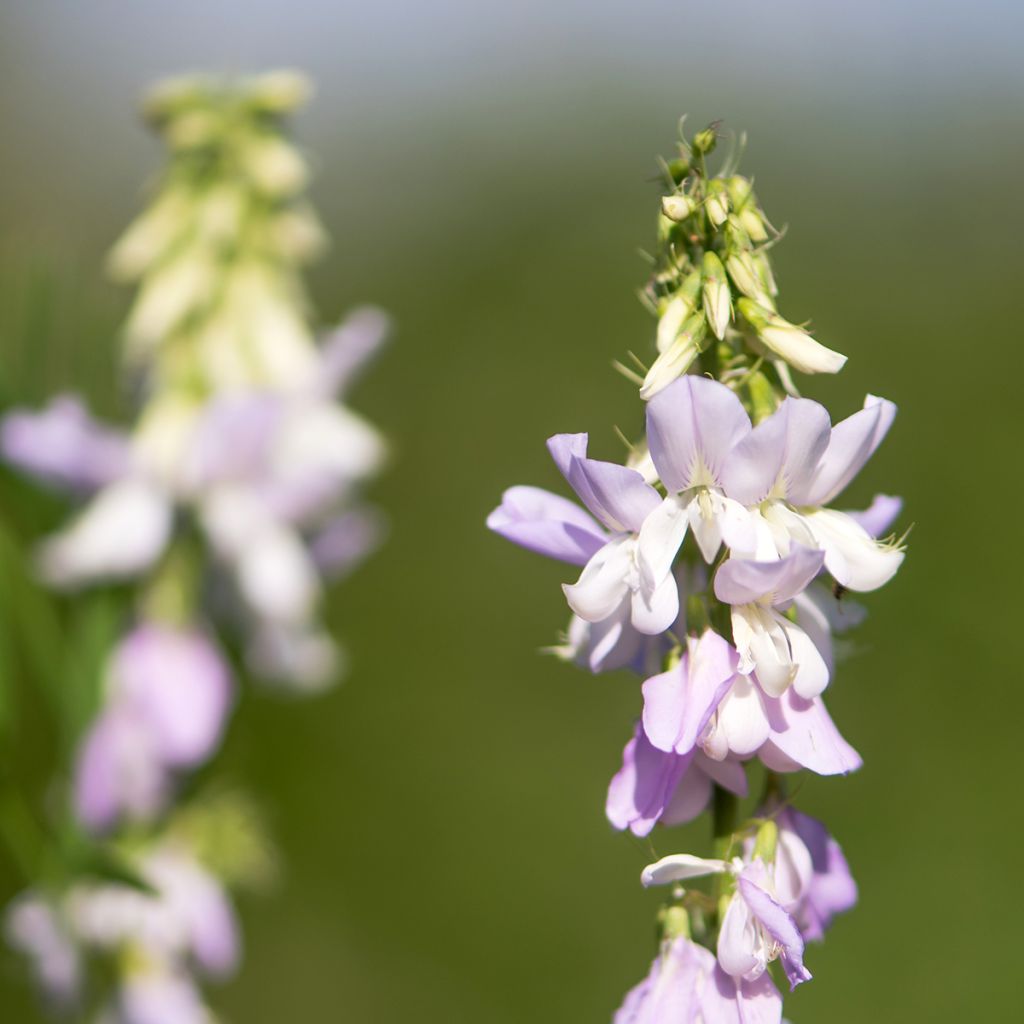 Galega officinalis - Rue des chèvres