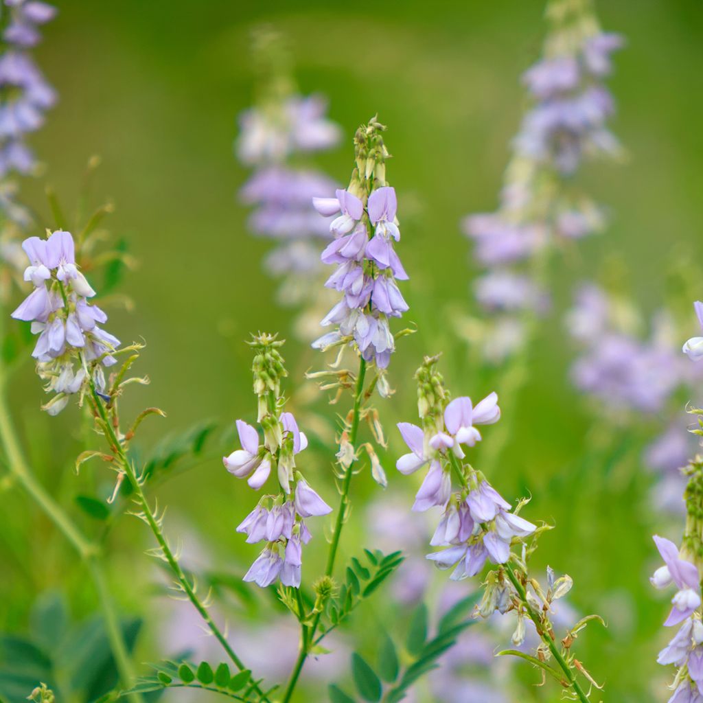 Galega officinalis - Rue des chèvres