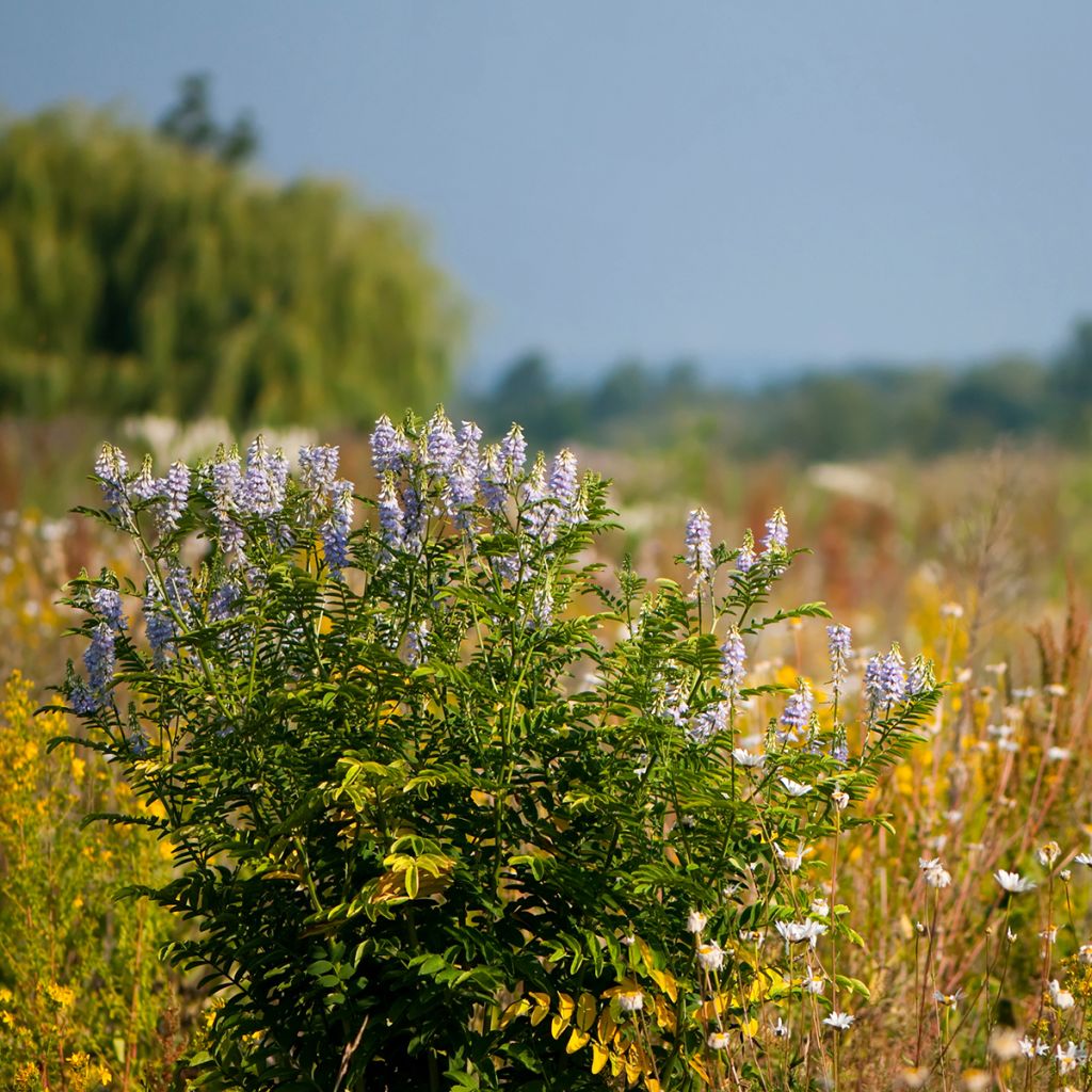 Galega officinalis - Rue des chèvres