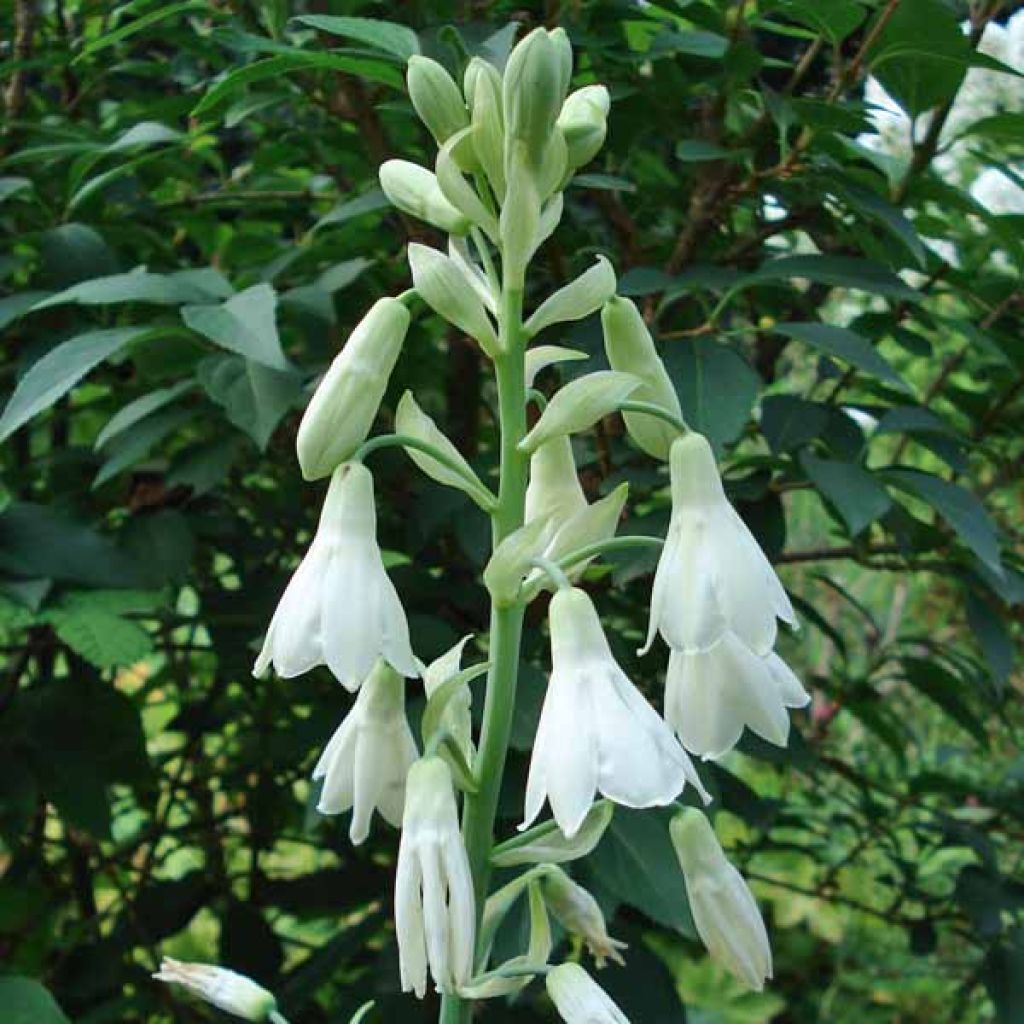 Jacinthe du Cap - Galtonia candicans