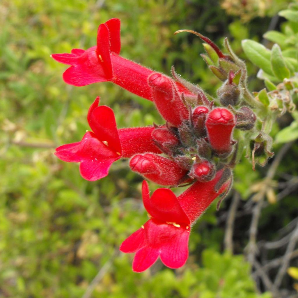 Galvezia speciosa - Muflier de Bush Island